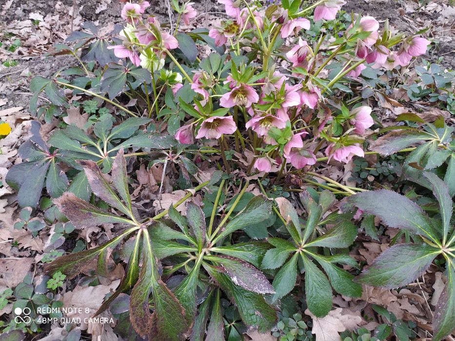 Многолетние растения