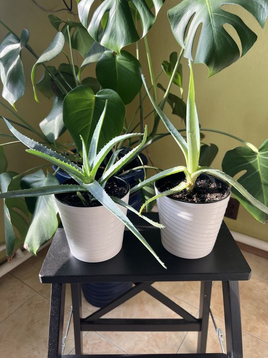 Комнатные цветы Алоэ вера