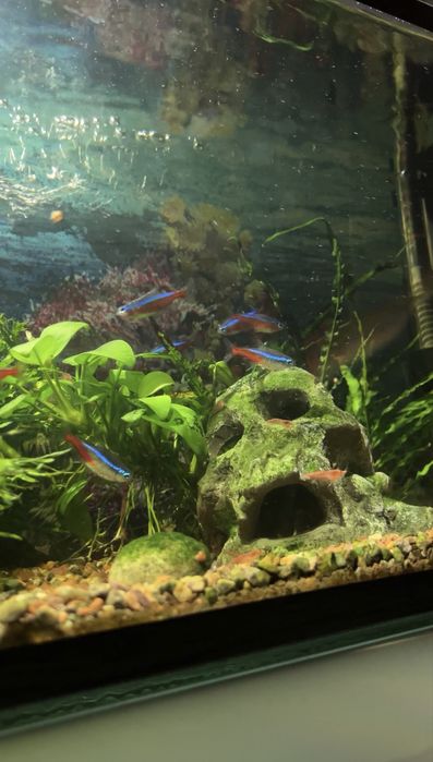 Аквариум с рыбками