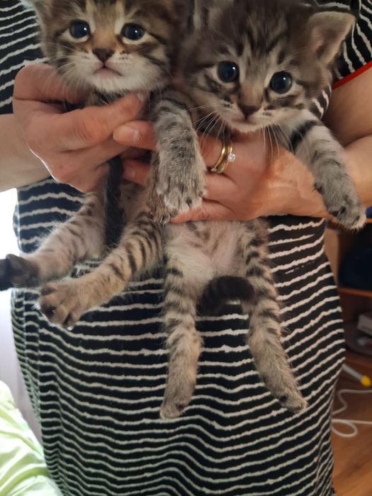 Вислоухие котята  1,5 м  девочки