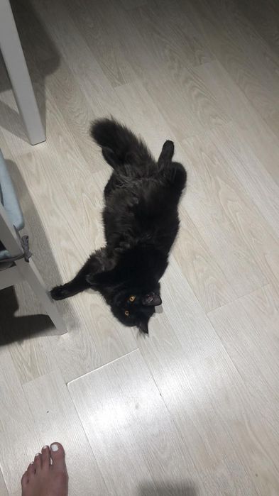 Отдам в хорошие руки