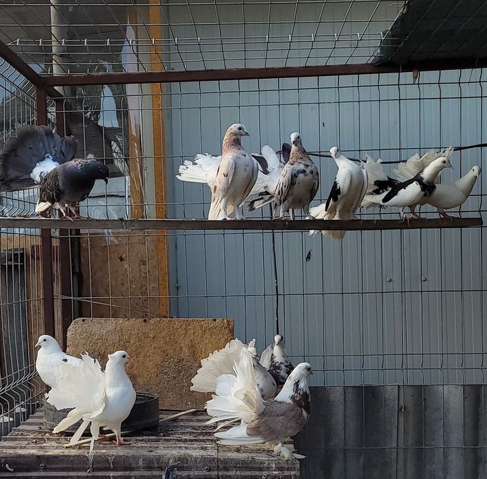 Porumbei voltați și  voltați indieni