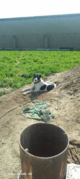 Toza Alabay sotiladi 1 yosh xali tug'magan srochniy sotiladi