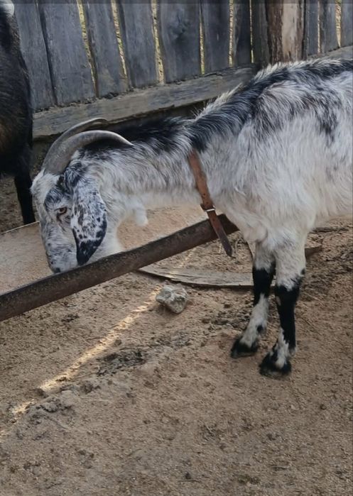 Vând capre AngloLubiane și Alpine Franceze