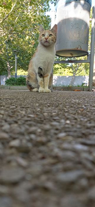 Adopție responsabilă – Ciocârlica își caută ACASĂ