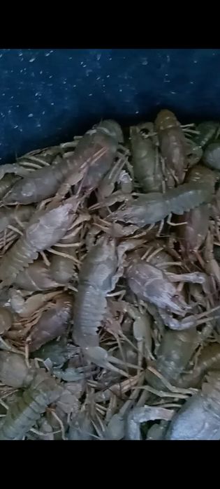 Раки. Свежий живой рак