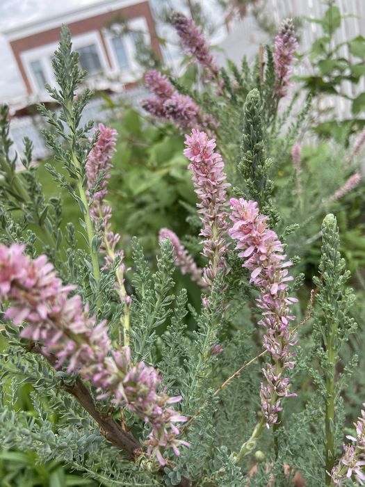 Мирикария Лисохвостная