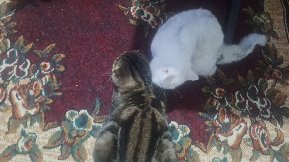 Продаются пара взрослые кошки скотиш фолд и страйт шиншила