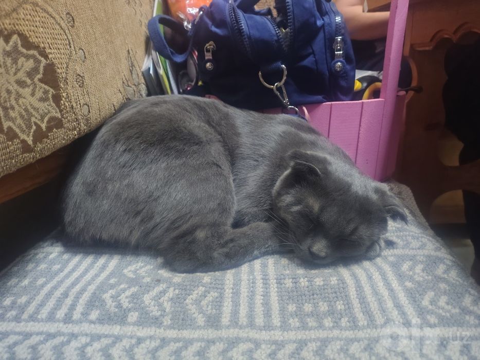 Нашли кота, найден кот