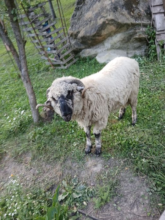 Vand berbec bucălău si o mioara