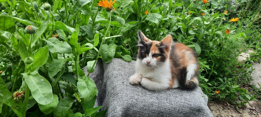 Отдам в добрые руки котёнка.