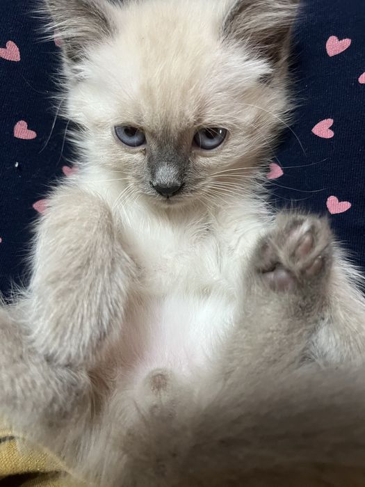 Отдам за хорошие руки