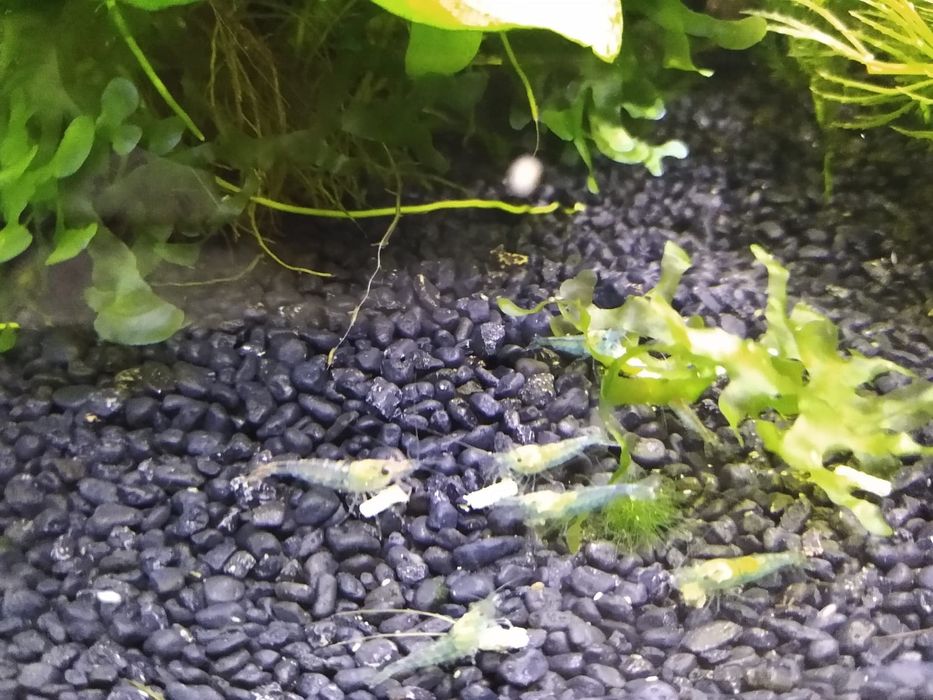 Creveti acvariu pesti