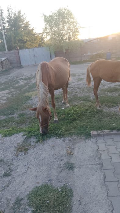 Продам Кобылу с жеребёнком.