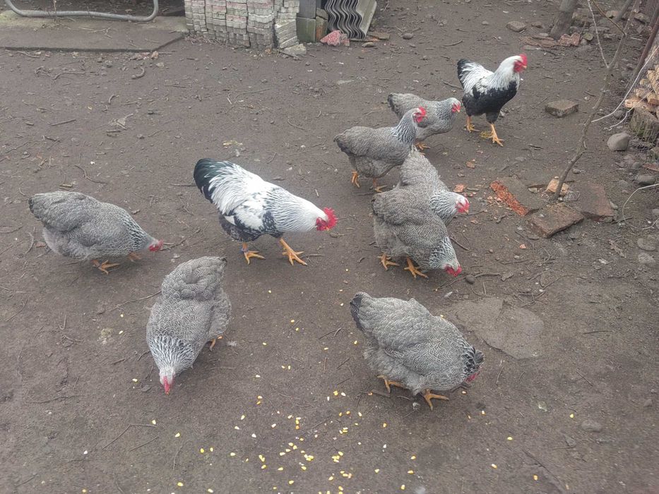 Oua de plymuth arginti