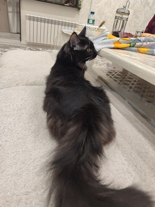 Кот, отдам в хорошие руки