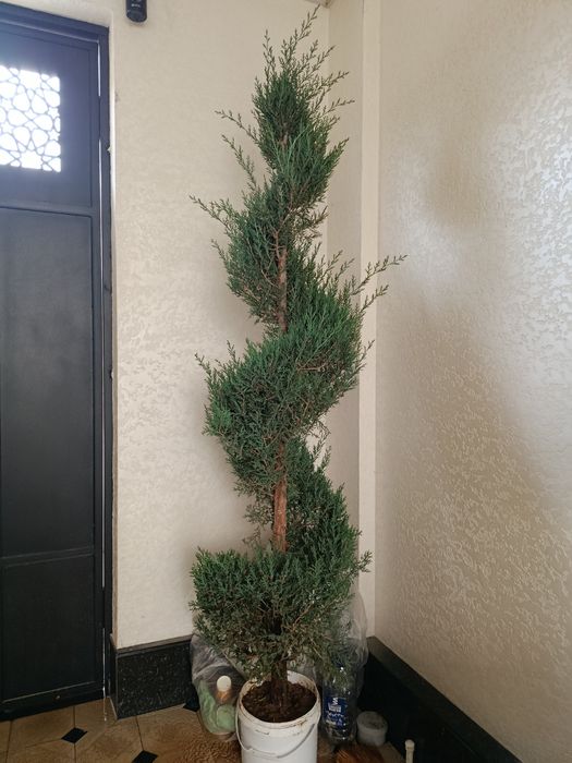 Srochno prodam derevya