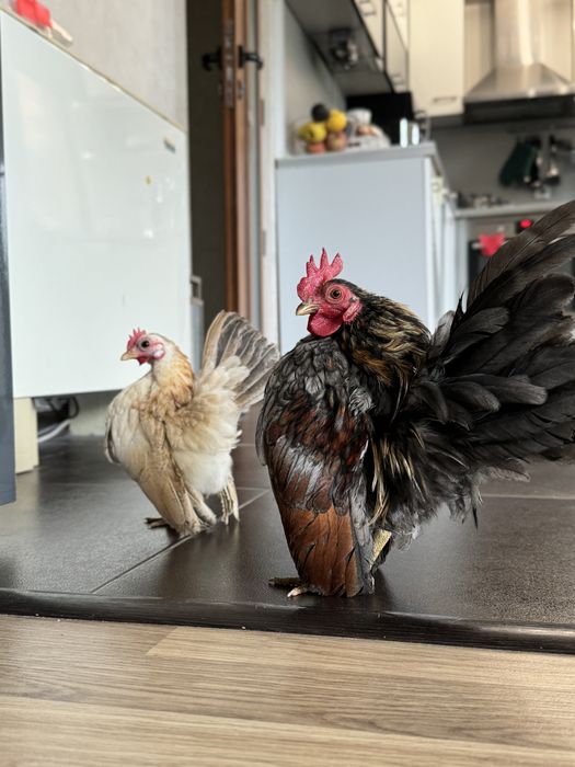 Серама малайзийска