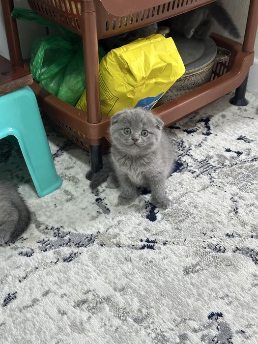 Scottish Fold Scottish Straight