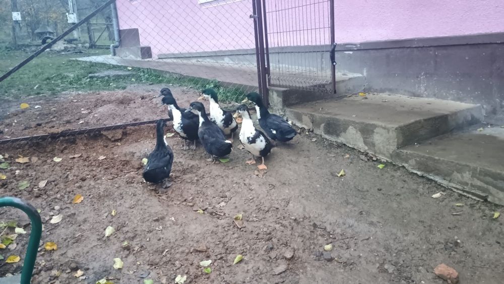 Vând rațe și ratoi