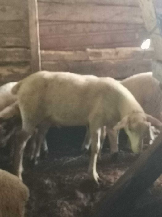 Vând mieluțe ile de France