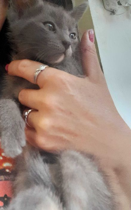Ofer spre adoptie doua pisicut adorabile de doya luni jumate.