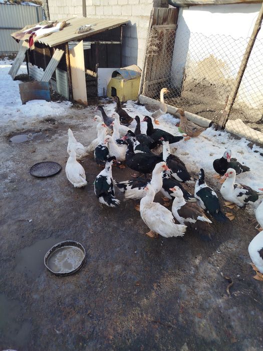 Утки селезни продам