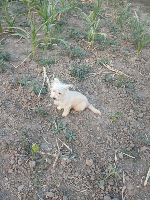 Spre adopție Corcitură de bichon.