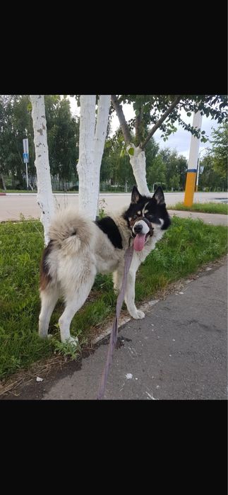 Щенки лайки  чистокровные
