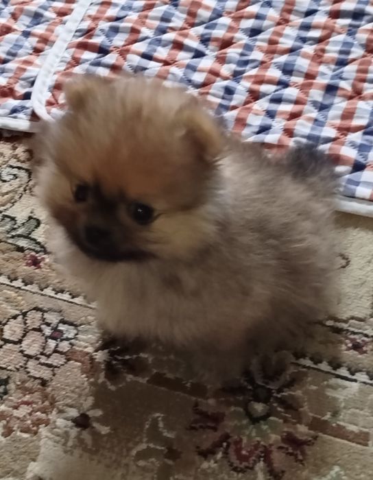 Мальчик померанского шпица