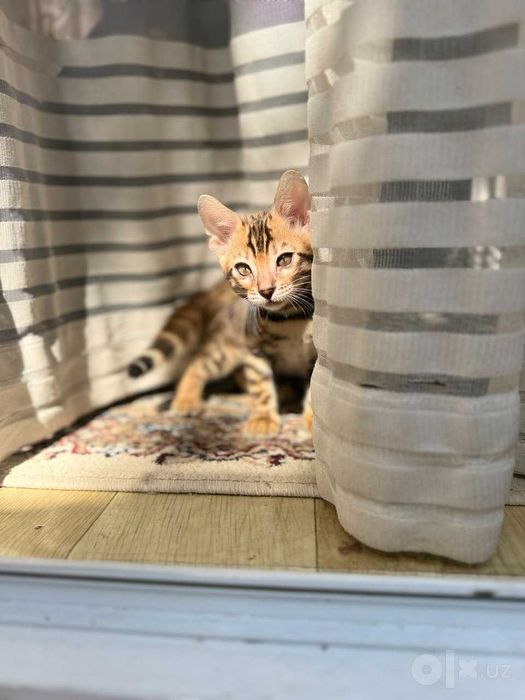 Чистокровные бенгальские котята