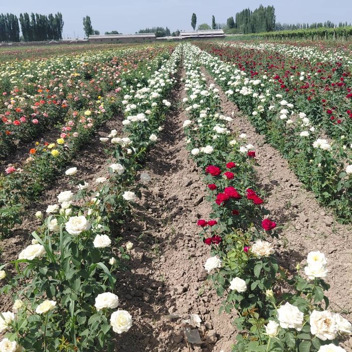 розы саженцы  Роза