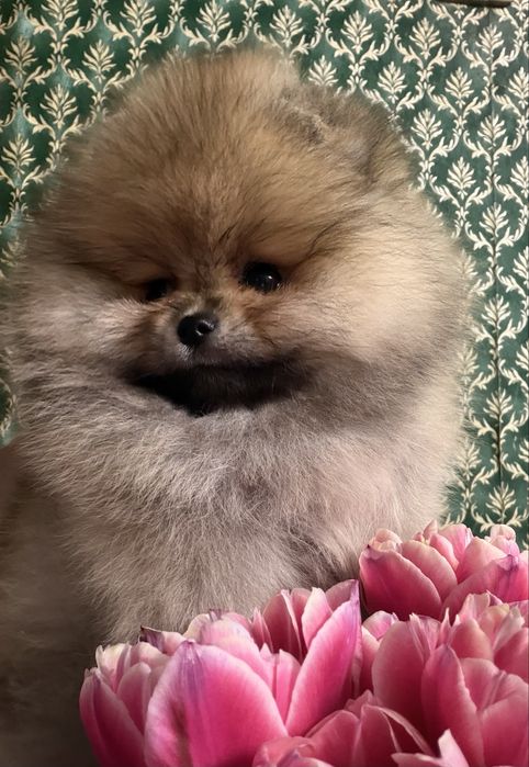 Щенок померанского шпица