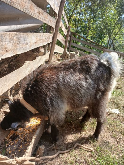 Vând două capre de 7 luni o capră şi un țap