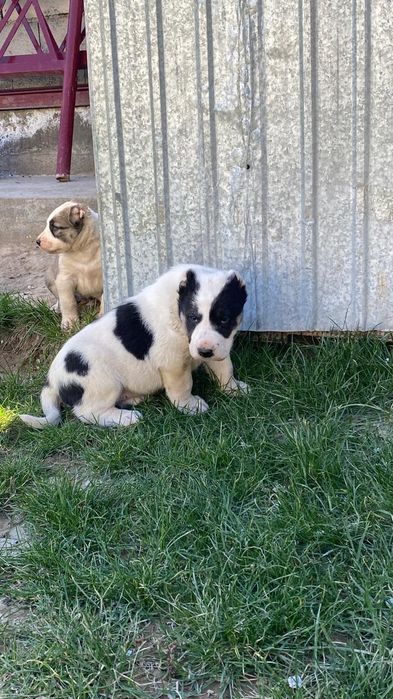 Кушык сатылады.   .