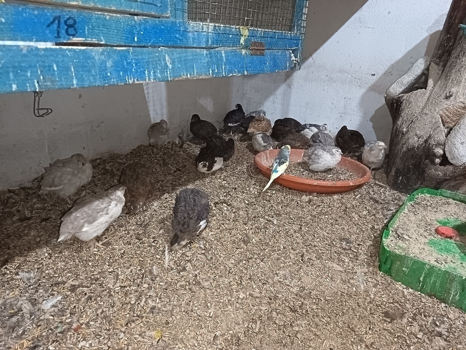 Prepelițe  tinere de vânzare.