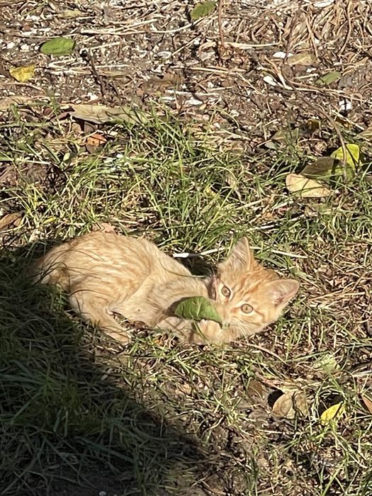 Отдам котенка в добрые руки
