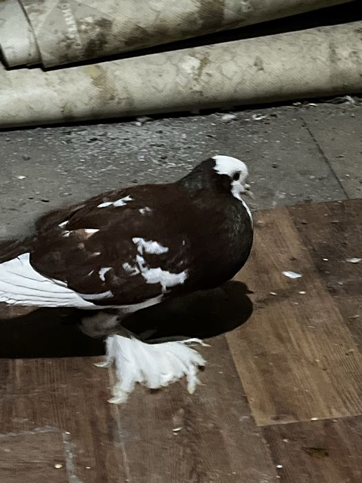 Голубь дутыш (самец)