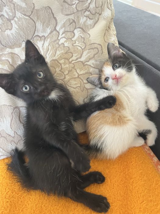 Котята в добрые  руки 2 месяца