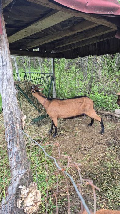 Vand capra alpina franceza