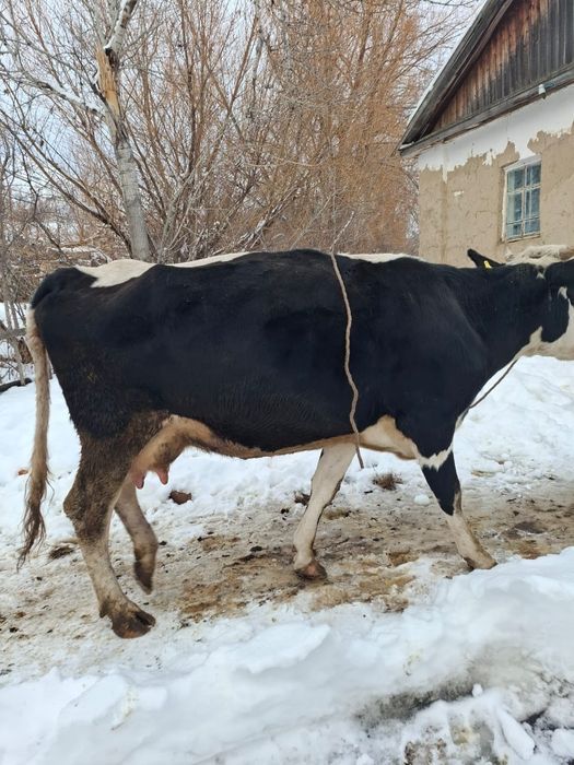 Продается корова