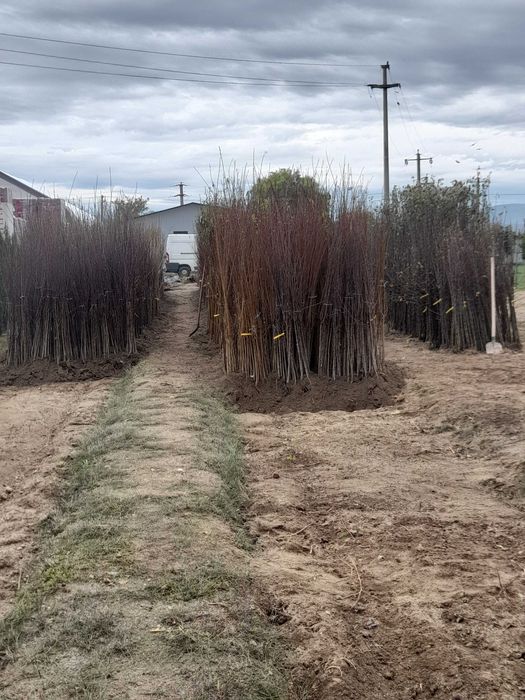 Pomi fructiferi de vânzare