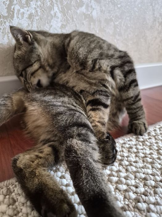 Котенок ищет дом