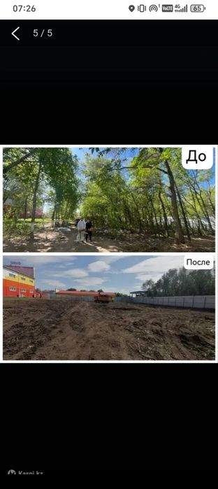 Спил дерево  агп арболистика