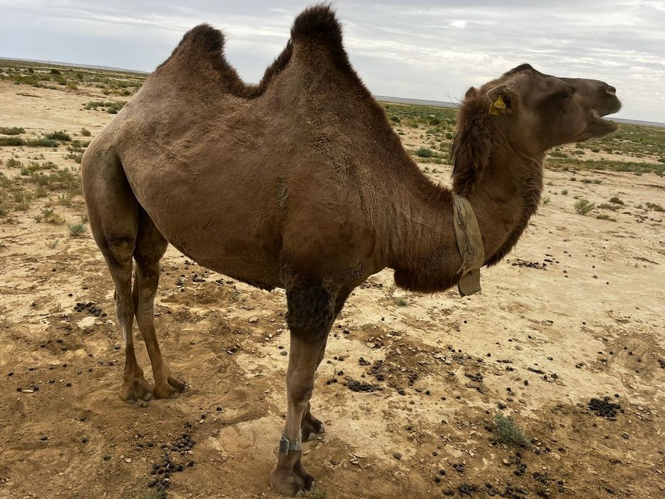 Осы інген түйелер сатылады