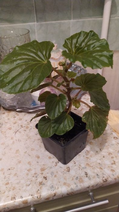 Продам комнатные цветы и отростки.