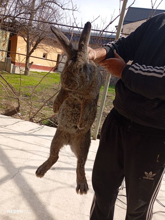 Uyda boqilgan quyon sotiladi