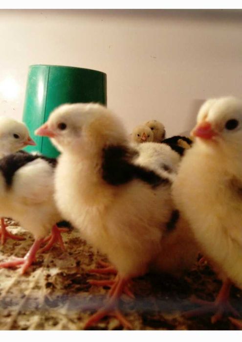 Цыплята Австролорп мраморный