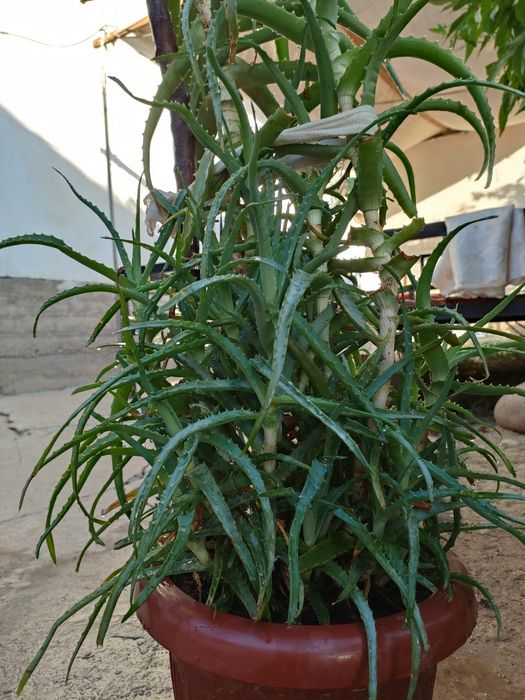 Алое (цветок, лечебный)