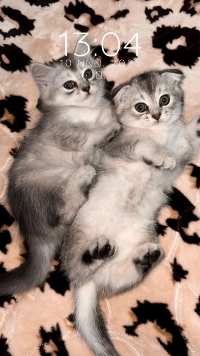 Продается серебристая шиншилла